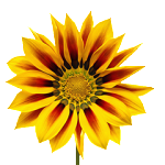 safe school transportation